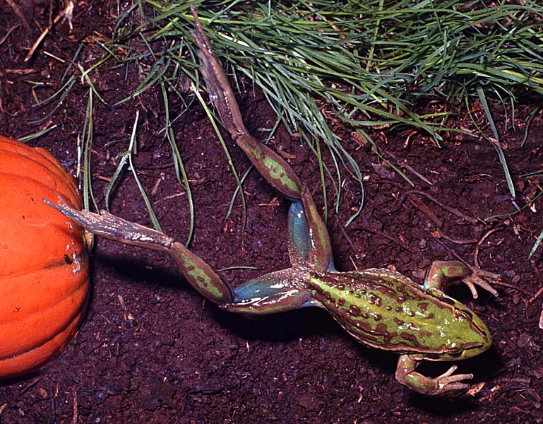 How do frogs jump? This image of a leaping frog was captured using a Nikon 